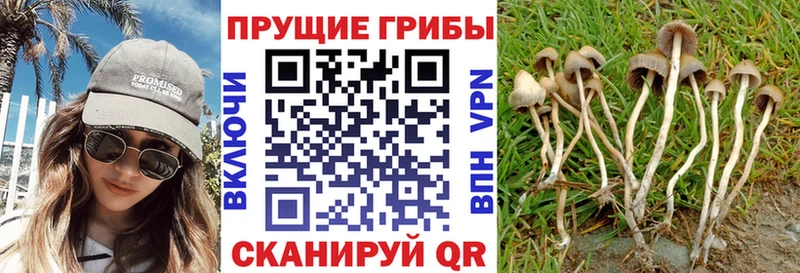 Псилоцибиновые грибы прущие грибы  Могоча 